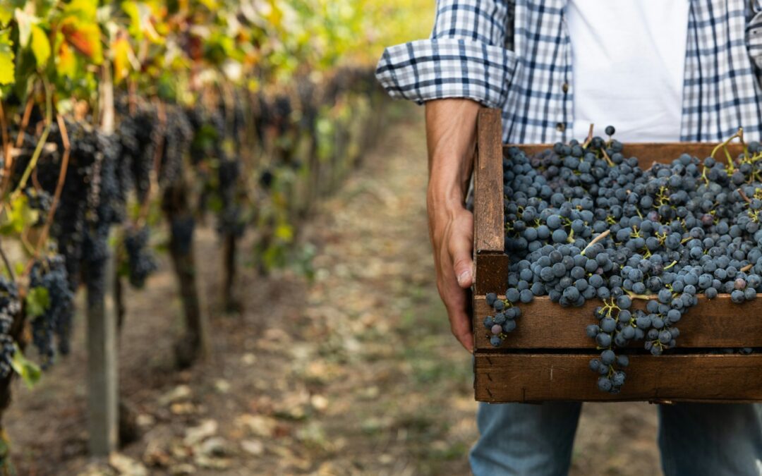 Levo Vineyard: Unearthing Paso Robles’ True Hidden Wine Gem