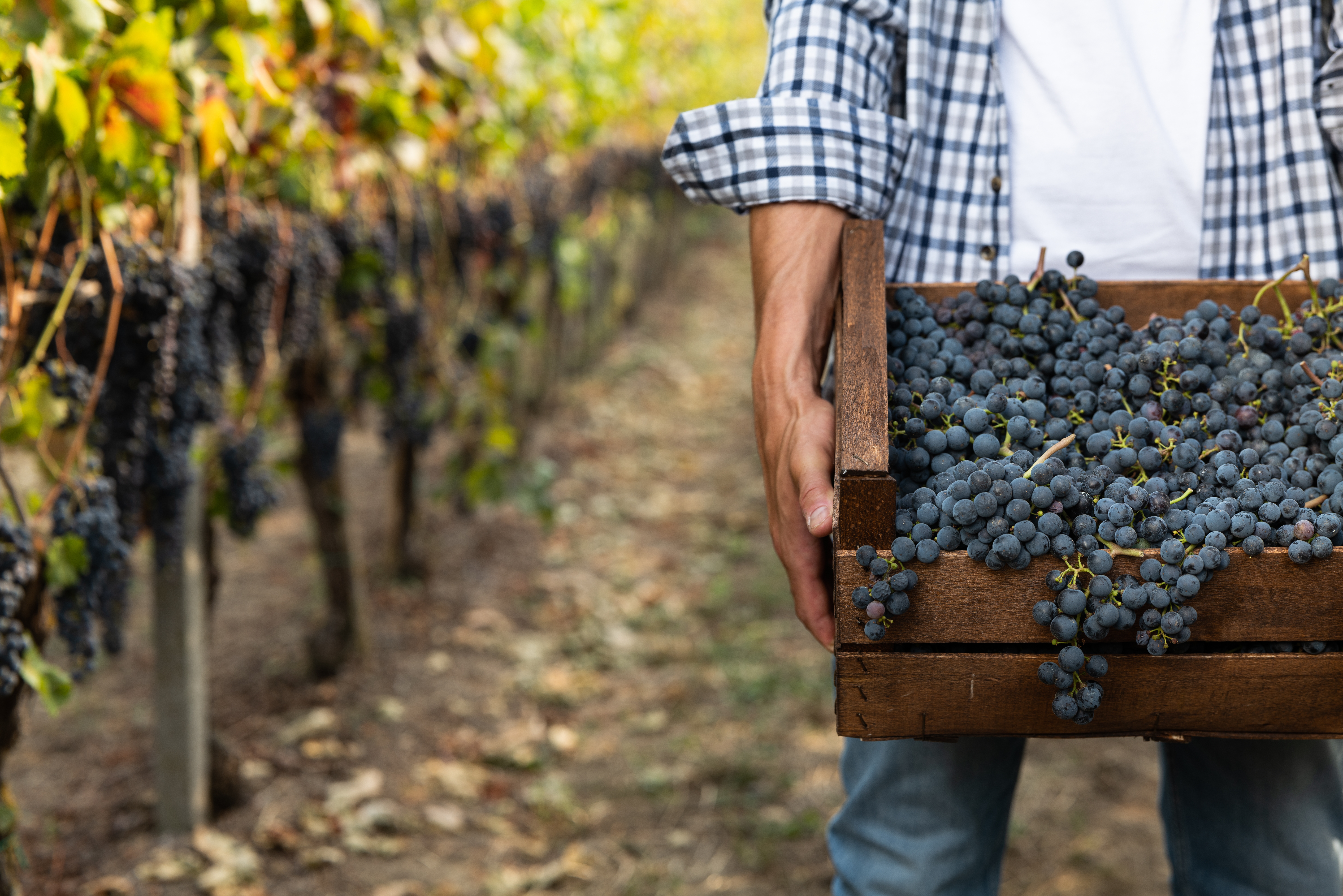 Levo Vineyard: Unearthing Paso Robles’ True Hidden Wine Gem
