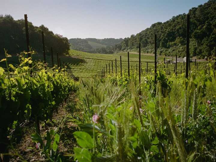 Levo Vineyard – Fall Release 2025