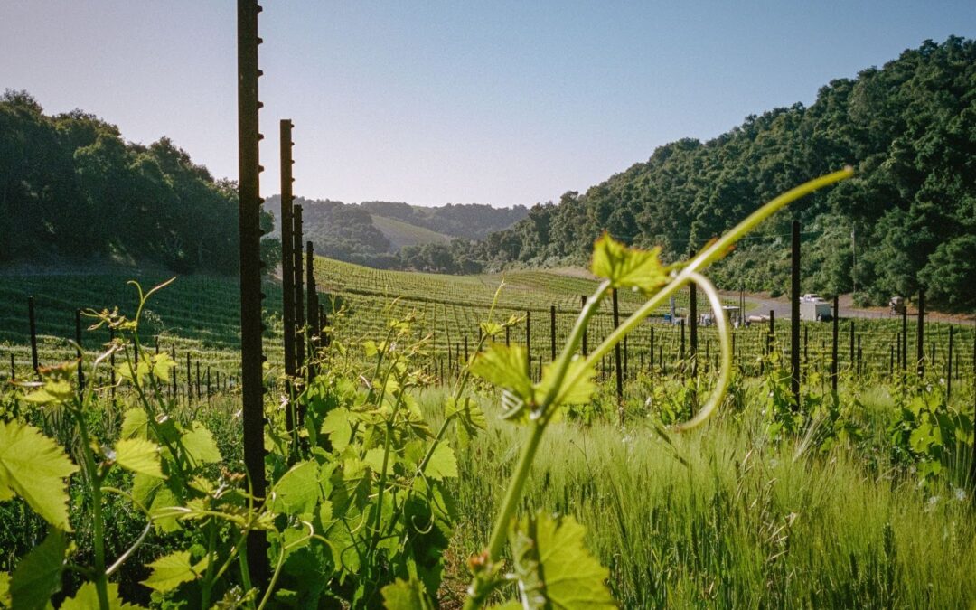 Levo Vineyard – Spring Release 2026