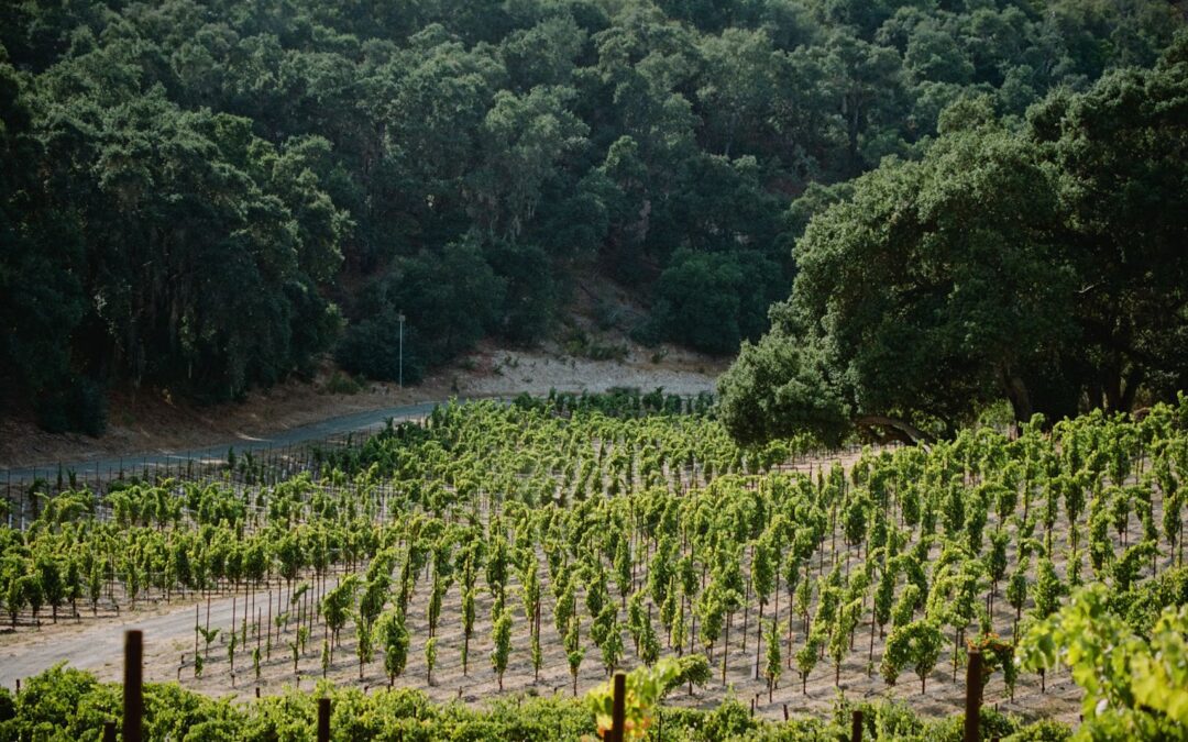 Levo Vineyard: Explore a Unique Paso Robles Winery