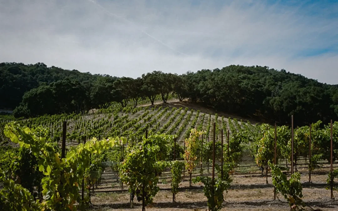 Best Paso Robles Wineries for Rhône-Style Wines