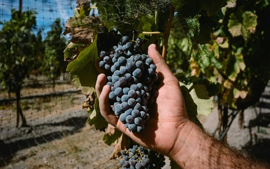 The Best Tin City Wineries for Lovers of Bold Red Wine Styles